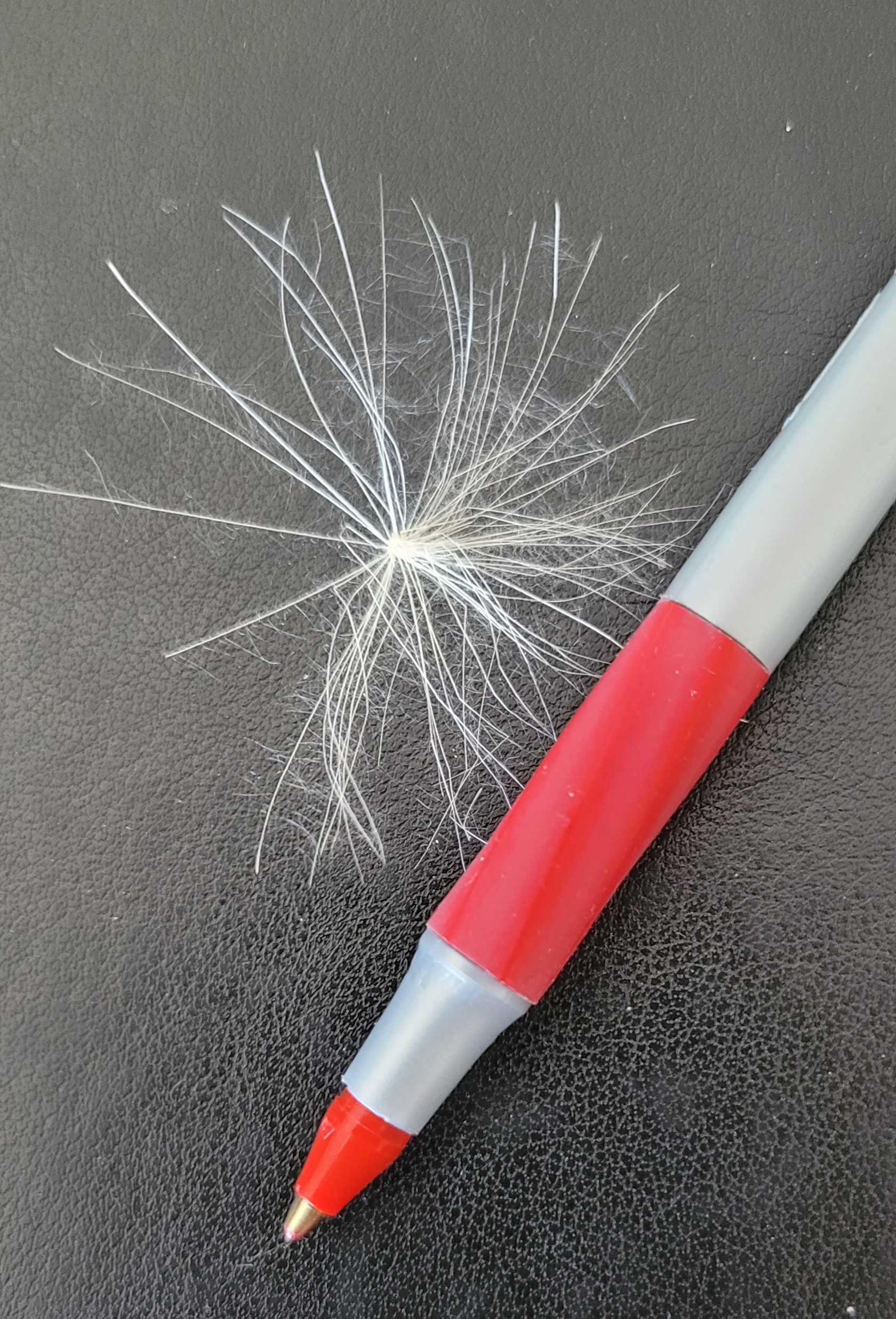 Dandelion-1 Dandelion-1