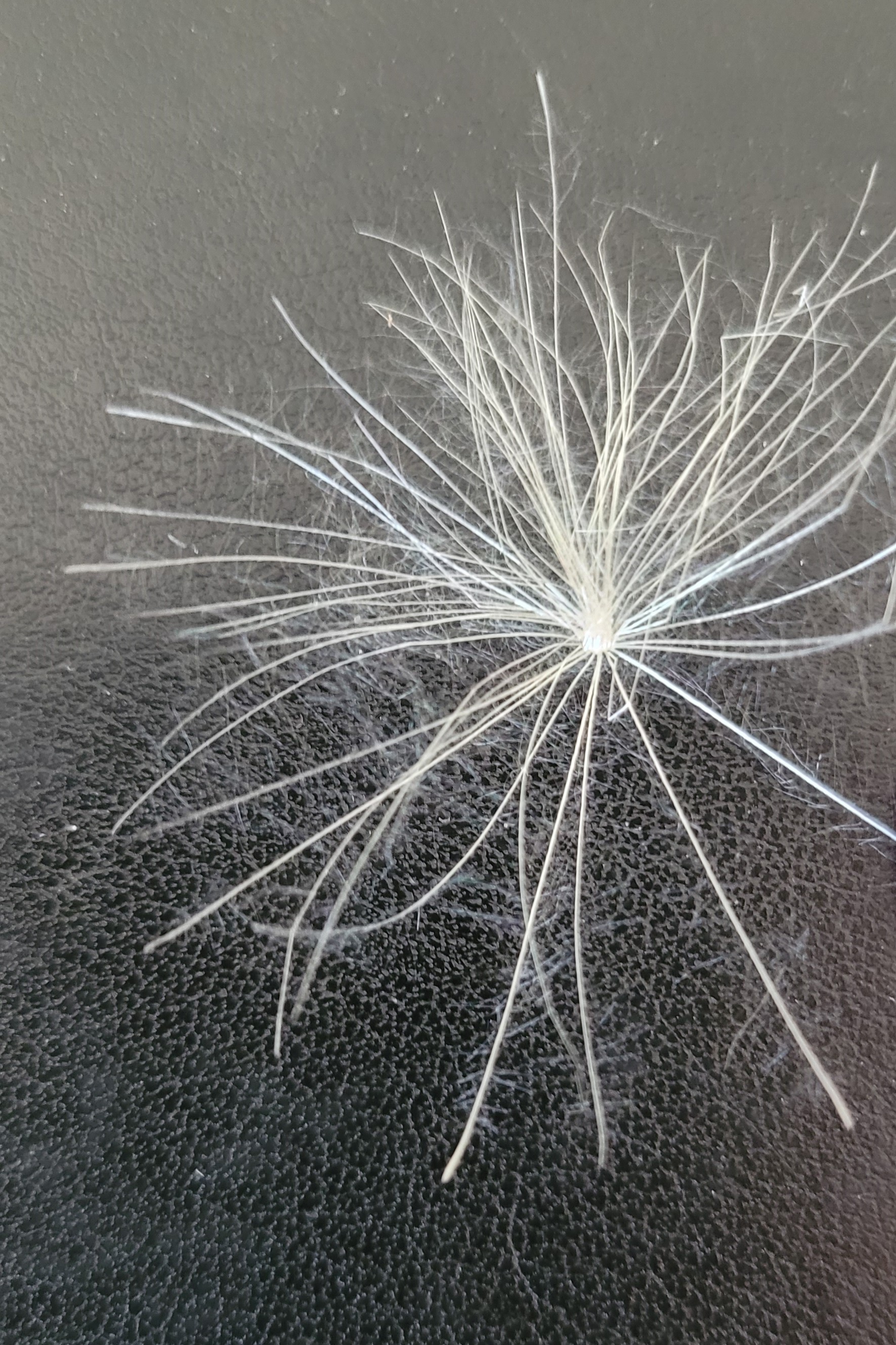 dandelion-2 dandelion-2